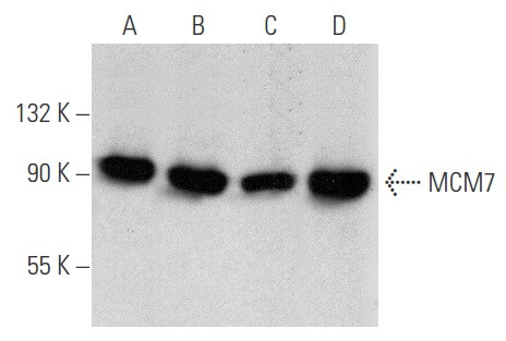 関節の痛み J.McMメンネル著 関節の痛み : 手技による診断と治療法(J.McM.メンネル 著 ; 中川