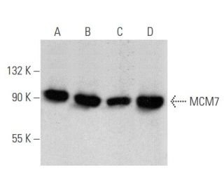 western blotting image from recommended MCM7 (141.2) monoclonal antibody replacement. Image 356618