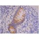 immunohistochemistry image from recommended MCP-1-4/eotaxin (B-2) monoclonal antibody replacement. Image 357536