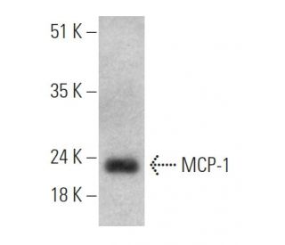 western blotting image from recommended MCP-1 (ECE.2) monoclonal antibody replacement. Image 368012