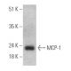 western blotting image from recommended MCP-1 (ECE.2) monoclonal antibody replacement. Image 368012