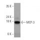 MCP-3 Antibody (G-2) - Western Blotting - Image 371037