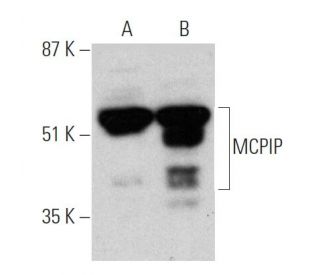 MCPIP Antibody (H-6) - Western Blotting - Image 364948 