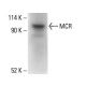 MCR Antibody (4i342) - Western Blotting - Image 411924