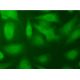 MCR (H10E4C9F) Alexa Fluor® 488: sc-53000 AF488. Direct immunofluorescence staining of formalin-fixed SW480 cells showing 