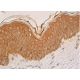 MCR Antibody (H10E4C9F) - Western Blotting - Image 384627