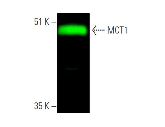 MCT1 Antibody (H-1) | SCBT - Santa Cruz Biotechnology