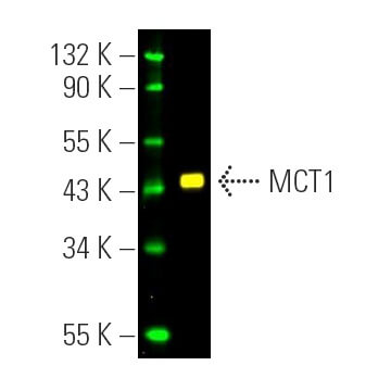 MCT1 Antibody (H-1) | SCBT - Santa Cruz Biotechnology