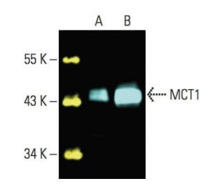 MCT1 Antibody (H-1) - Western Blotting - Image 396177 