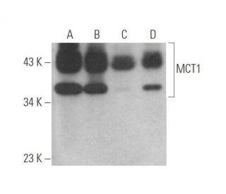 western blotting image from recommended MCT1 (H-1) monoclonal antibody replacement. Image 352463