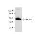 MCT13 Antibody (D-12) - Western Blotting - Image 281800 