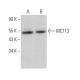 MCT13 Antibody (D-12) - Western Blotting - Image 371127 