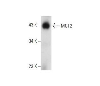MCT2 Antibody (B-10) - Western Blotting - Image 129299