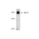 MCT2 Antibody (B-10) - Western Blotting - Image 129299