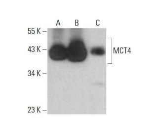western blotting image from recommended MCT4 (D-1) monoclonal antibody replacement. Image 351967
