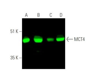 MCT4 Antibody (D-1) - Western Blotting - Image 372688 