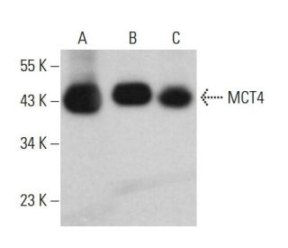 MCT4 Antibody (G-7) - Western Blotting - Image 379167 