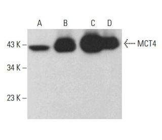 MCT4 Antibody (G-9) - Western Blotting - Image 376164 