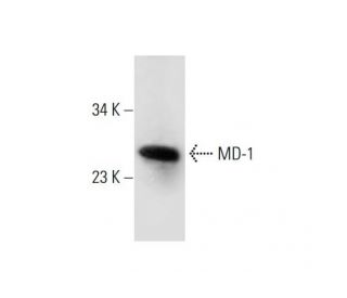 MD-1 Antibody (F-5) - Western Blotting - Image 288988 