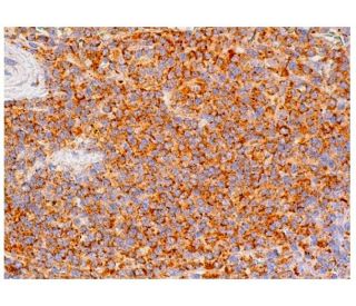 MD-1 Antibody (H-12) - Immunohistochemistry - Image 333302 