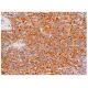 MD-1 Antibody (H-12) - Immunohistochemistry - Image 333302 