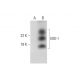 MD-1 Antibody (H-12) - Western Blotting - Image 293033