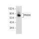 PRODH Antibody (A-11) - Western Blotting - Image 155505