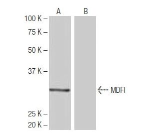 MDFI Antibody (2-RE35) - Western Blotting - Image 64994