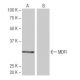 MDFI Antibody (2-RE35) - Western Blotting - Image 64994