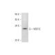 MDFIC Antibody (D-9) - Western Blotting - Image 344567