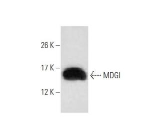 MDGI Antibody (1rFABP-299) - Western Blotting - Image 129507