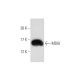 MDGI Antibody (1rFABP-299) - Western Blotting - Image 129507