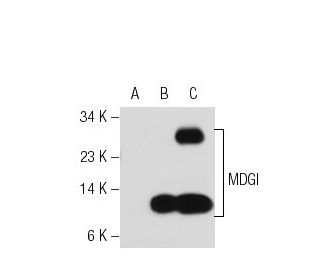 MDGI Antibody (66E2) - Western Blotting - Image 39841 