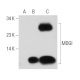 MDGI Antibody (67D3) - Western Blotting - Image 39843