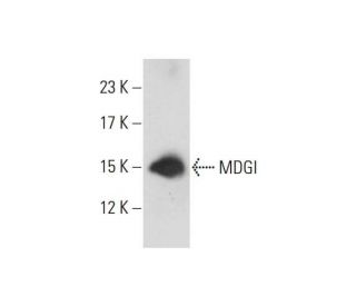 MDGI Antibody (67D3) - Western Blotting - Image 128890 