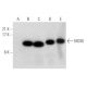 MDGI Antibody (G-4) - Western Blotting - Image 316286
