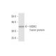 MDH2 Antibody (1G12) - Western Blotting - Image 348541