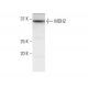 MDH2 Antibody (1G12) - Western Blotting - Image 352124 