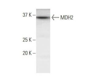 MDH2 Antibody (1G12) - Western Blotting - Image 352124The Double Nickase Plasmid features a U6 promoter for sgRNA expression, a 20 nt targeting sequence, and a gRNA scaffold to guide Cas9n. It includes a CBh promoter for Cas9n (D10A) and puromycin resistance, GFP for transfection verification, and nuclear localization signals (NLS). The 2A peptide allows co-expression of Cas9n and Puro from a single promoter, enabling precise genome editing with reduced off-target effects.