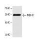 MDHC Antibody (28) - Western Blotting - Image 136736