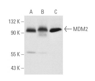 western blotting image from recommended MDM2 (SMP14) monoclonal antibody replacement. Image 31