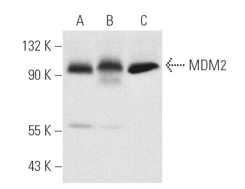 MDM2 Antikörper (SMP14) | SCBT - Santa Cruz Biotechnology