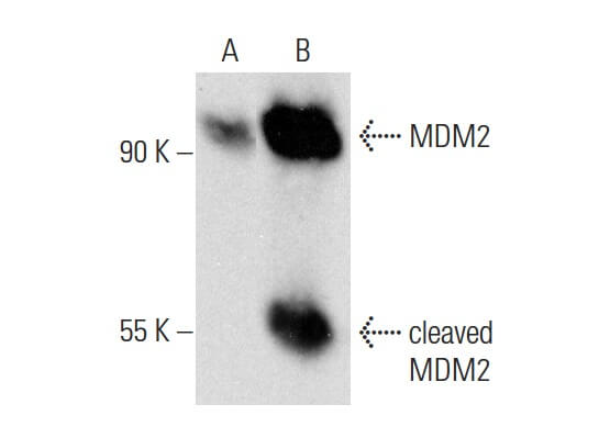 MDM2 Antibody (SMP14)  SCBT - Santa Cruz Biotechnology