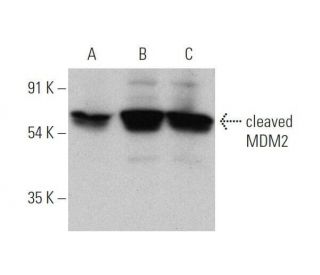 MDM2 Antibody (SMP14) - Western Blotting - Image 353053 