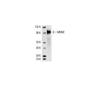 MDM2 Antibody (D-12) - Western Blotting - Image 32 