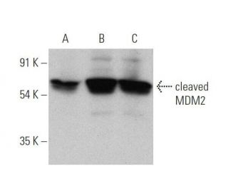 MDM2 Antibody (SMP14) - Western Blotting - Image 353053The Double Nickase Plasmid features a U6 promoter for sgRNA expression, a 20 nt targeting sequence, and a gRNA scaffold to guide Cas9n. It includes a CBh promoter for Cas9n (D10A) and puromycin resistance, GFP for transfection verification, and nuclear localization signals (NLS). The 2A peptide allows co-expression of Cas9n and Puro from a single promoter, enabling precise genome editing with reduced off-target effects.