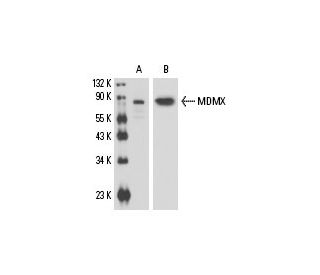 western blotting image from recommended MDMX (G-10) monoclonal antibody replacement. Image 17025