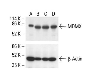 MDMX Antibody (D-2) - Western Blotting - Image 411895