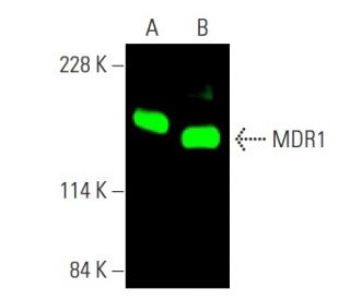 western blotting image from recommended MDR1/ABCB1 (D-11) monoclonal antibody replacement. Image 375249