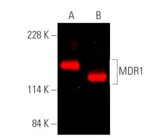MDR1/ABCB1 Antibody (D-11) - Western Blotting - Image 375252